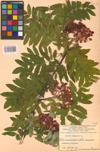 Рябина обыкновенная L., Восточная Европа, Восточный район (E10) (Россия)