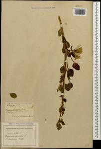 Каперсы травянистые (Willd.) Fici, Кавказ, Азербайджан (K6) (Азербайджан)