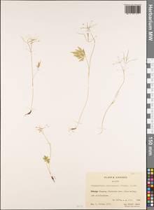 Pternopetalum delavayi (Franch.) Hand.-Mazz., Зарубежная Азия (ASIA) (КНР)