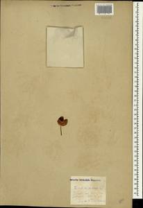 Бук лесной L., Крым (KRYM) (Россия)