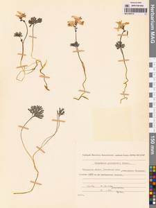Хохлатка Городкова Karav., Сибирь, Чукотка и Камчатка (S7) (Россия)