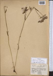 Остерикум тонколистный (Pall. ex Spreng.) Y.C.Chu, Средняя Азия и Казахстан, Муюнкумы, Прибалхашье и Бетпак-Дала (M9) (Казахстан)