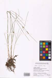 Ситник сплюснутый Jacq., Восточная Европа, Центральный лесостепной район (E6) (Россия)