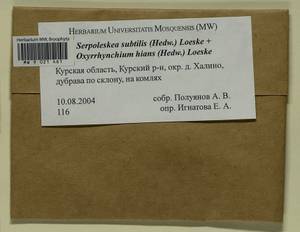 Oxyrrhynchium hians (Hedw.) Loeske, Гербарий мохообразных, Мхи - Центральное Черноземье (B10) (Россия)