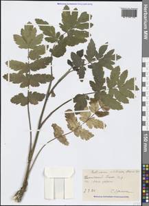 Pastinaca sativa subsp. urens (Req. ex Godr.) Celak., Крым (KRYM) (Россия)
