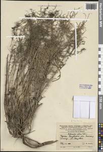 Artemisia caerulescens subsp. caerulescens, Восточная Европа, Ростовская область (E12a) (Россия)