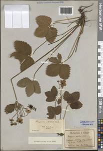 Земляника мускусная Duchesne, Восточная Европа, Северо-Западный район (E2) (Россия)