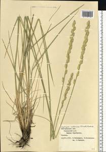 Thinopyrum intermedium subsp. intermedium, Восточная Европа, Центральный лесостепной район (E6) (Россия)