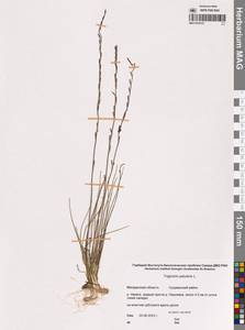 Триостренник болотный L., Сибирь, Чукотка и Камчатка (S7) (Россия)