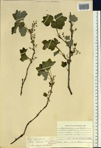 Ribes spicatum subsp. lapponicum Hyl., Сибирь, Якутия (S5) (Россия)