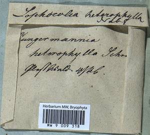Lophocolea heterophylla (Schrad.) Dumort., Гербарий мохообразных, Мхи (без точных пунктов) (B0)
