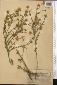 Heteropappus altaicus var. canescens (Nees) Serg., Средняя Азия и Казахстан, Копетдаг, Бадхыз, Малый и Большой Балхан (M1) (Туркмения)