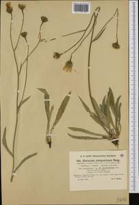 Crepis jacquinii, Западная Европа (EUR) (Франция)