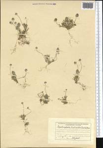 Ceratocephala orthoceras DC., Средняя Азия и Казахстан, Северный и Центральный Тянь-Шань (M4) (Киргизия)