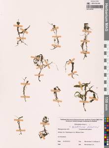 Пузырчатка малая L., Сибирь, Чукотка и Камчатка (S7) (Россия)