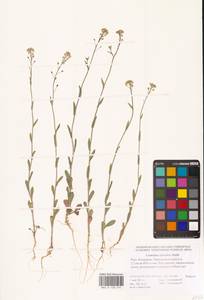 Рыжик мелкоплодный Andrz. ex DC., Восточная Европа, Нижневолжский район (E9) (Россия)