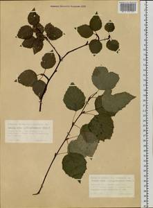 Береза пушистая Ehrh., Сибирь, Западная Сибирь (S1) (Россия)