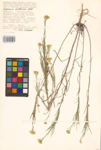 Желтушник развесистый Ehrh., Средняя Азия и Казахстан, Прикаспийский Устюрт и Северное Приаралье (M8) (Казахстан)