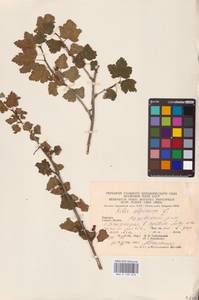 Смородина альпийская L., Восточная Европа, Западно-Украинский район (E13) (Украина)