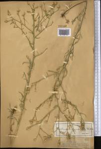 Василек растопыреный (Willd.) Gugler, Средняя Азия и Казахстан, Муюнкумы, Прибалхашье и Бетпак-Дала (M9) (Казахстан)