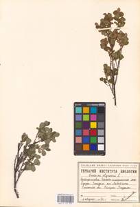 Голубика обыкновенная L., Сибирь, Западная Сибирь (S1) (Россия)