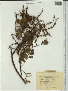 Sophora tomentosa L., Австралия и Океания (AUSTR) (Новая Каледония)