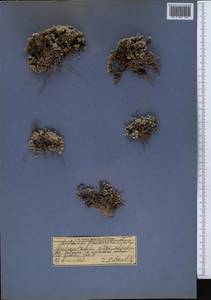 Androsace bryomorpha Lipsky, Средняя Азия и Казахстан, Памир и Памиро-Алай (M2) (Киргизия)