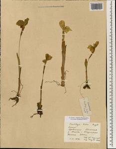 Cautleya gracilis (Sm.) Dandy, Зарубежная Азия (ASIA) (КНР)