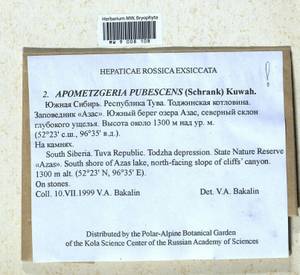 Metzgeria pubescens (Schrank) Raddi, Гербарий мохообразных, Мхи - Красноярский край, Тыва и Хакасия (B17) (Россия)