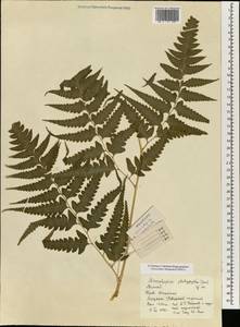 Microlepia platyphylla (D. Don) J. Sm., Зарубежная Азия (ASIA) (КНР)