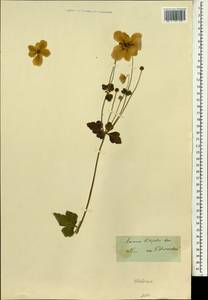 Eriocapitella vitifolia (Buch.-Ham. ex DC.) Nakai, Зарубежная Азия (ASIA) (Индия)