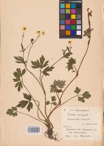 Лютик ползучий L., Восточная Европа, Северо-Украинский район (E11) (Украина)