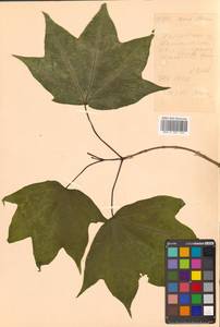 Клен моно, Клен мелколистный (Maxim.) H.Ohashi, Сибирь, Дальний Восток (S6) (Россия)
