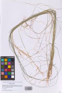 Ковыль перистый L., Восточная Европа, Московская область и Москва (E4a) (Россия)