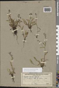 Незабудка азиатская (Vestergr. ex Hultén) Schischk. & Serg., Восточная Европа, Северный район (E1) (Россия)