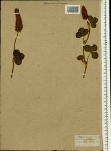Trifolium globosum L., Зарубежная Азия (ASIA) (Неизвестно)