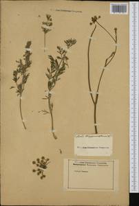 Hippomarathrum vulgare Borkh., Западная Европа (EUR) (Неизвестно)