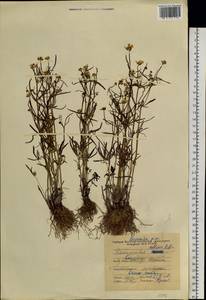 Ranunculus arcticus Richardson, Сибирь, Якутия (S5) (Россия)