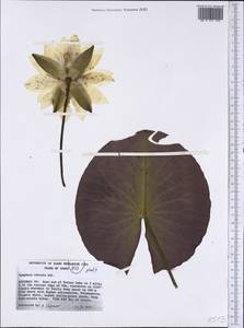 Nymphaea odorata Sol. ex Aiton, Америка (AMER) (США)