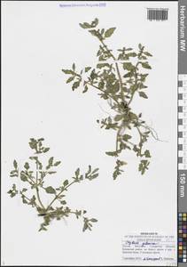 Марь сизая (L.) S.Fuentes, Uotila & Borsch, Восточная Европа, Средневолжский район (E8) (Россия)