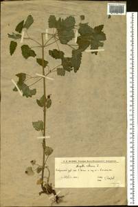 Котовник кошачий L., Восточная Европа, Нижневолжский район (E9) (Россия)