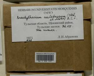 Brachythecium salebrosum (Hoffm. ex F. Weber & D. Mohr) Schimp., Гербарий мохообразных, Мхи - Центральное Нечерноземье (B6) (Россия)