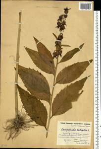 Колокольчик широколистный L., Восточная Европа, Московская область и Москва (E4a) (Россия)