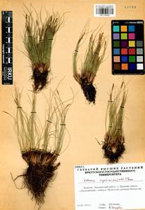 Carex myosuroides Vill., Сибирь, Прибайкалье и Забайкалье (S4) (Россия)