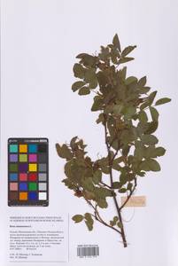 Шиповник майский Herrm., Восточная Европа, Московская область и Москва (E4a) (Россия)