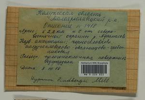 Calliergonella lindbergii (Mitt.) Hedenäs, Гербарий мохообразных, Мхи - Центральное Нечерноземье (B6) (Россия)