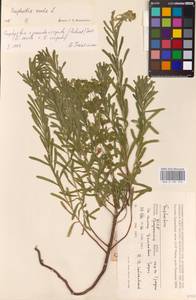 Euphorbia saratoi Ardoino, Восточная Европа, Белоруссия (E3a) (Белоруссия)