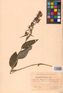 Дремлик широколистный, Дремлик чемерицевый (L.) Crantz, Восточная Европа, Московская область и Москва (E4a) (Россия)