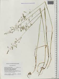 Poa pratensis subsp. turfosa (Litv.) Vorosch., Восточная Европа, Северный район (E1) (Россия)