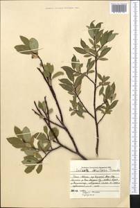 Salix arctica subsp. torulosa (Ledeb.) Hultén, Средняя Азия и Казахстан, Северный и Центральный Тянь-Шань (M4) (Киргизия)